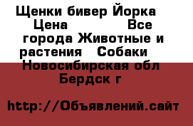 Щенки бивер Йорка  › Цена ­ 30 000 - Все города Животные и растения » Собаки   . Новосибирская обл.,Бердск г.